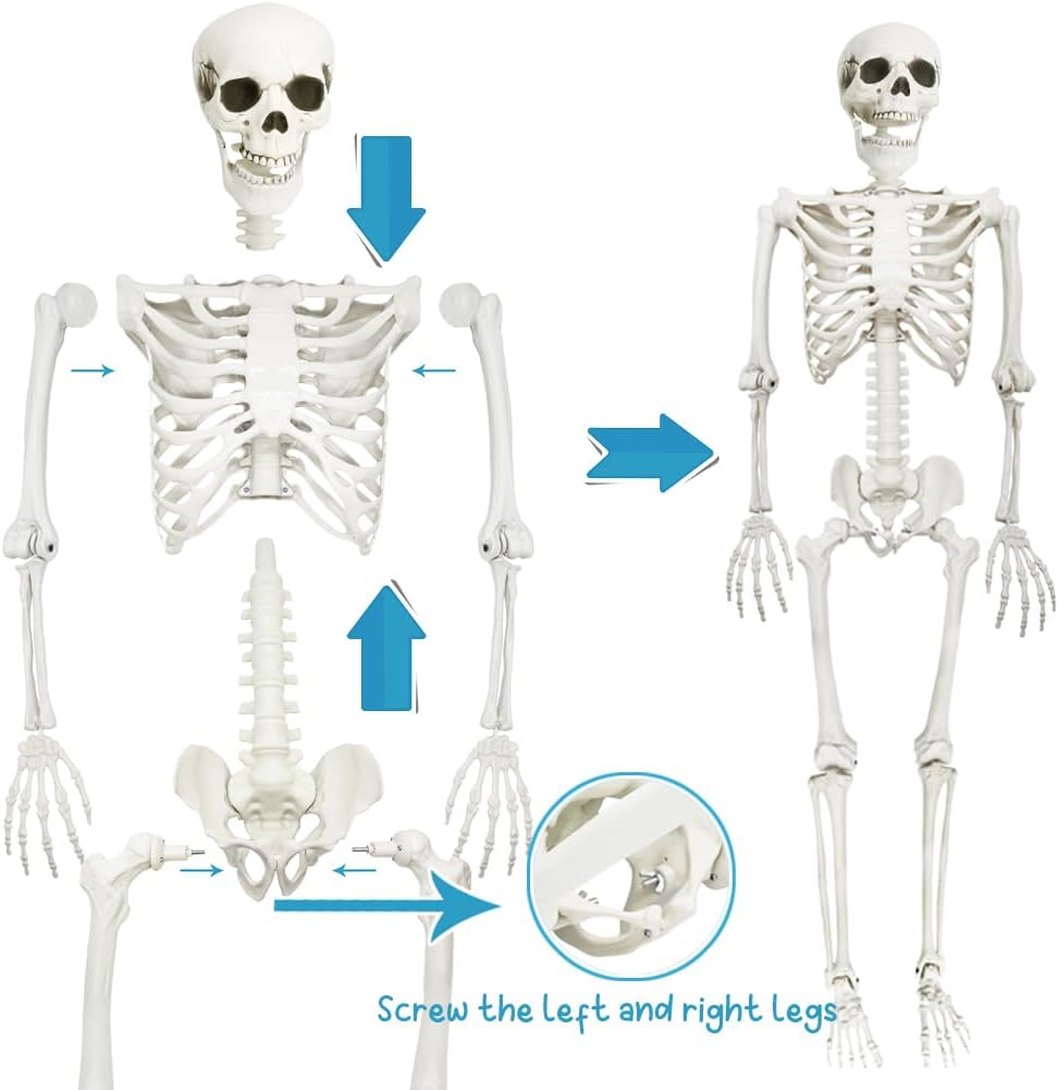 5.9FT Skeleton Halloween Full Size, Life Size Skeleton with Posable Joints