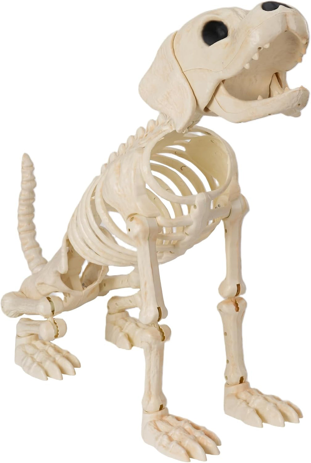 JOYIN Halloween Golden Retriever Skeleton 34โ Animal Dog Plastic Skeleton wit...