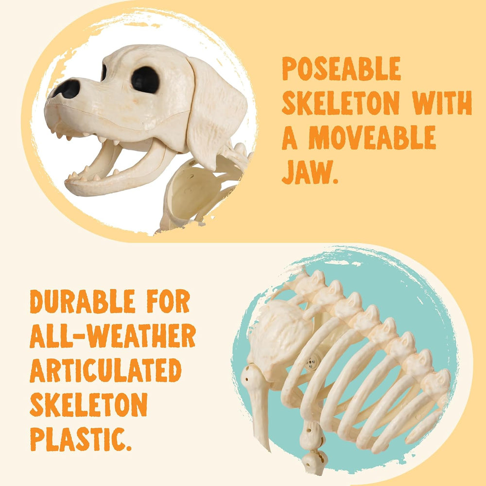 JOYIN Halloween Golden Retriever Skeleton 34โ Animal Dog Plastic Skeleton wit...