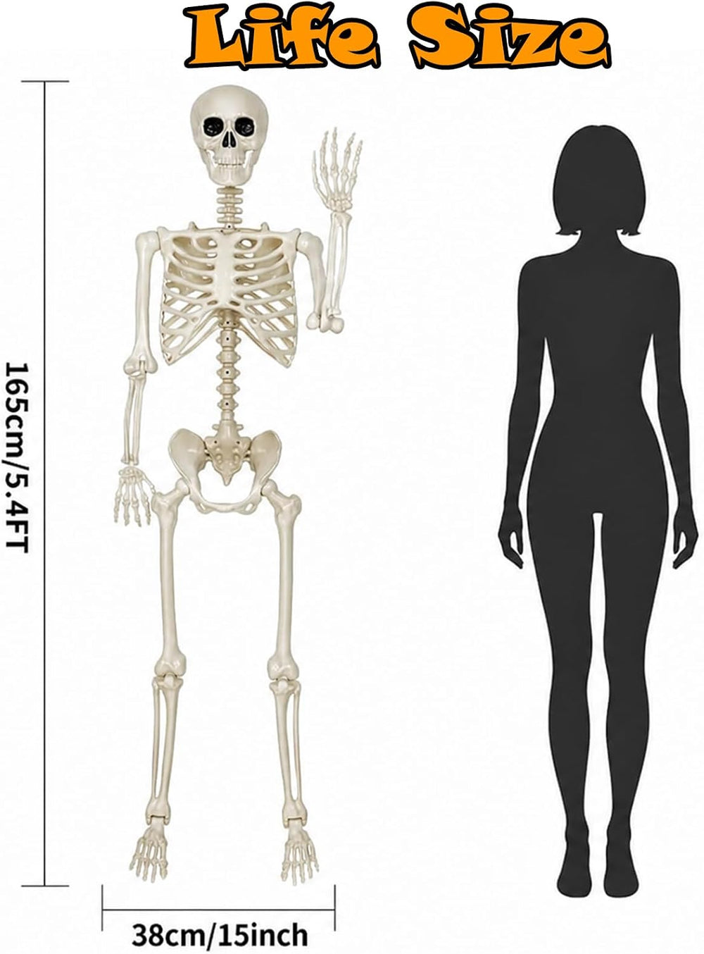 5.4Ft Halloween Skeleton Decorations Life Size: Posable Skeleton Decor